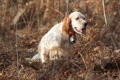 Setter Anglais CHICA DE L'ECHO DE LA FORET Setter Anglais CHICA DE L'ECHO DE LA FORET